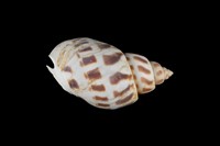 藏品(象牙鳳螺)的圖片